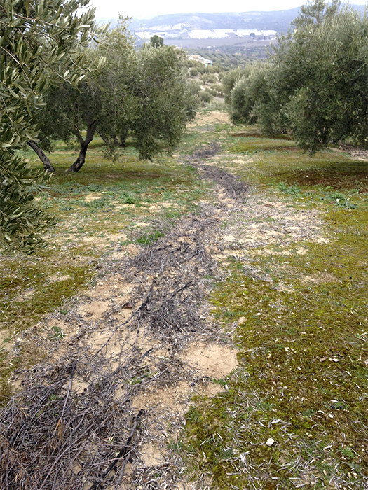 1_suelo finca olivar