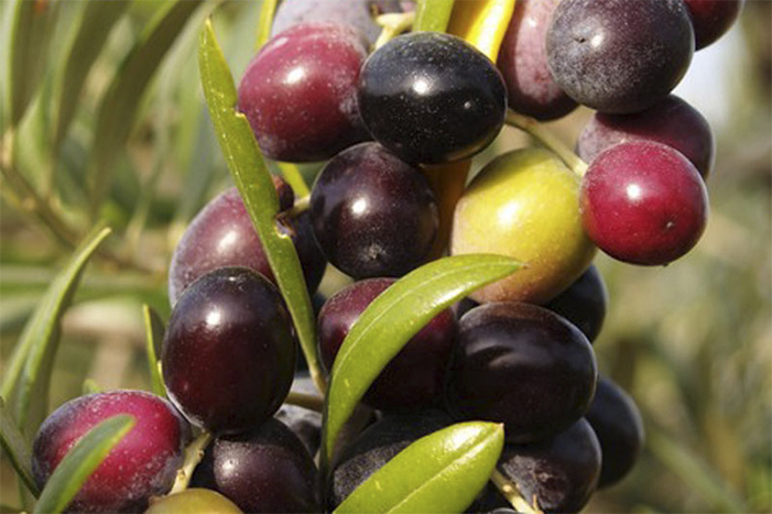 6_olivo variedad arbequina